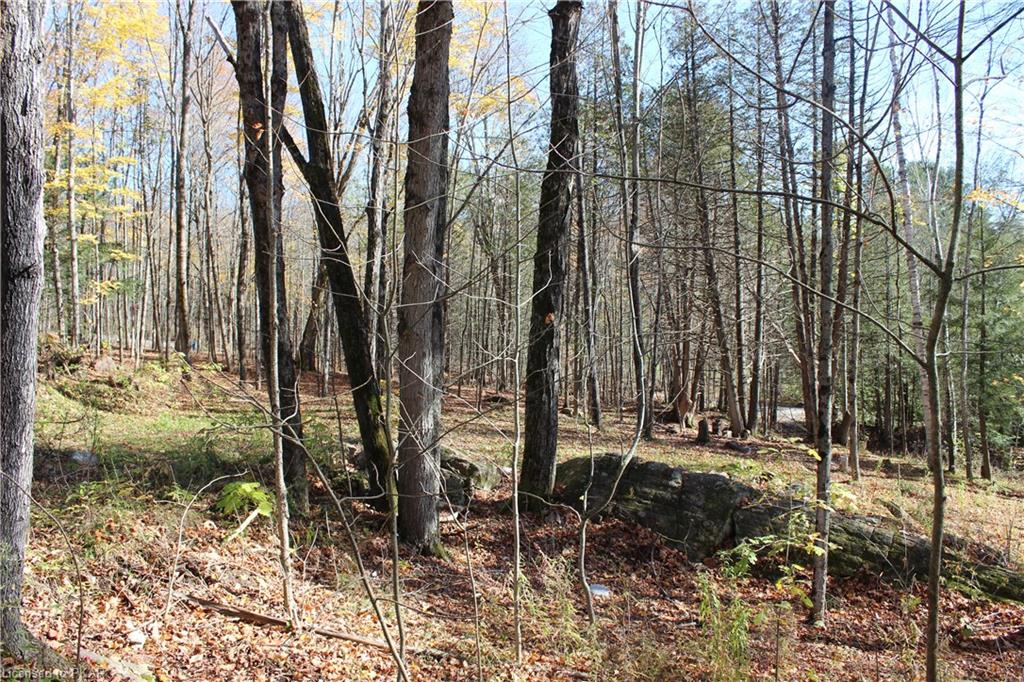 Forest Trails 